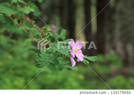 The Woods And A Lovely Wild Rose  138176688