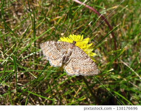 Scallop Shell Moth Resting On A Dandelion 138176696