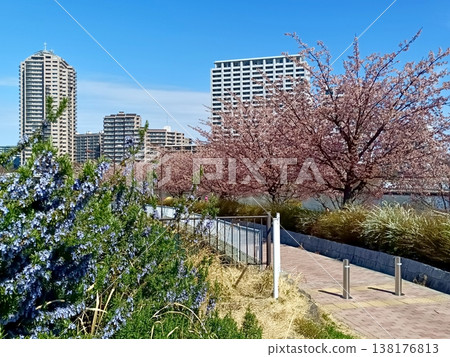 Kawazu cherry blossoms in bloom at Shioiri Park, Tokyo Metropolitan Park Kawazu cherry blossoms in bloom at Shioiri Park, Tokyo Metropolitan Park 138176813