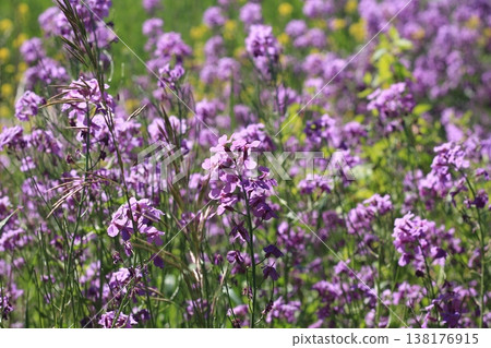 Dame's Rocket Sways In The Breeze 138176915