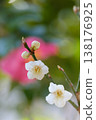 white plum blossom white plum blossom 138176925