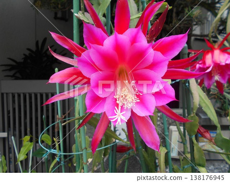 Peacock cactus Peacock cactus 138176945