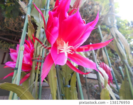 Peacock cactus Peacock cactus 138176950