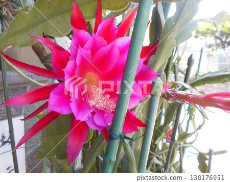 Peacock cactus Peacock cactus 138176951
