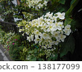 繡球 138177099