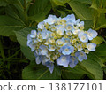 繡球 138177101
