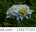 繡球 138177103