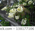 繡球 138177106