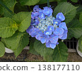 繡球 138177110