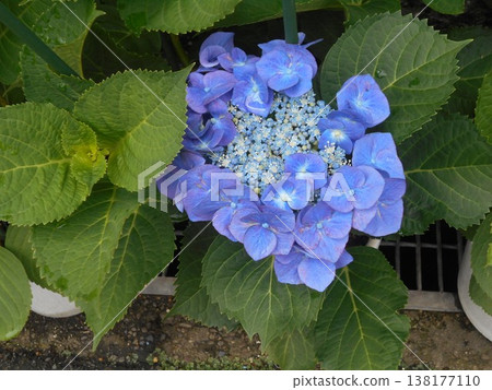 繡球 138177110