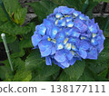 繡球 138177111