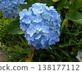 繡球 138177112