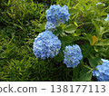 繡球 138177113