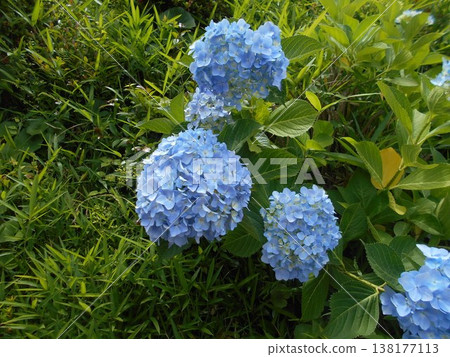 繡球 138177113