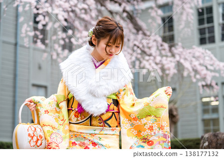 Japanese women celebrating their coming of age, wearing furisode kimonos under cherry trees. 138177132