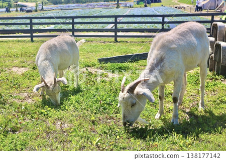 Two goats grazing in a pasture amidst a tranquil natural landscape. 138177142