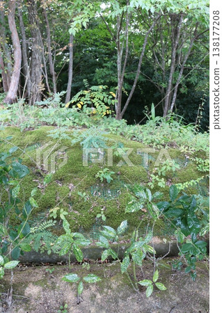 苔蘚覆蓋的山坡和茂密的落葉林構成了一幅自然景觀。 138177208