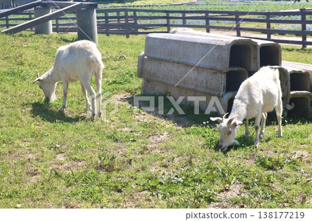 A scene of two goats grazing in a pasture with animal care facilities. 138177219