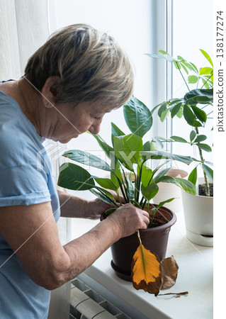 Senior woman inspecting an indoor plant on a windowsill, carefully removing a dry leaf. Home gardening hobby. Authentic moment. Green lifestyle, slow living, indoor gardening 138177274