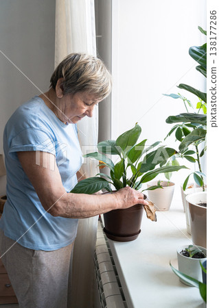 Senior woman inspecting an indoor plant on a windowsill, carefully removing a dry leaf. Home gardening hobby. Authentic moment. Green lifestyle, slow living, indoor gardening 138177286