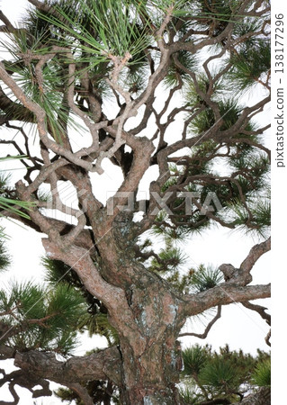 A close-up of a pine tree with beautifully twisted branches. A close-up of a pine tree with beautifully twisted branches. 138177296