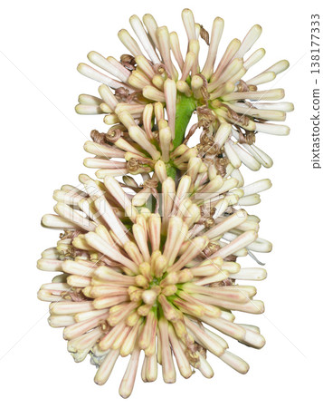 Dracaena flower white flower tropical flower exotic plant fragrant blossom macro closeup botanical detail bloom cluster floral texture nature pattern Dracaena flower white tropical bloom cluster Dracaena flower white flower tropical flower exotic plant fragrant blossom macro closeup botanical detail bloom cluster floral texture nature pattern Dracaena flower white tropical bloom cluster 138177333