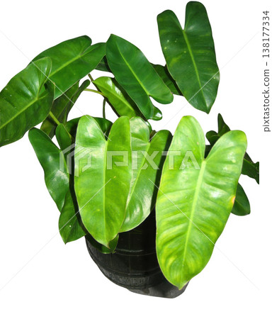 Green leaf houseplant tropical plant foliage potted plant green color isolated white background indoor plant botany Green leaf houseplant tropical plant foliage potted plant green color isolated Green leaf houseplant tropical plant foliage potted plant green color isolated white background indoor plant botany Green leaf houseplant tropical plant foliage potted plant green color isolated 138177334
