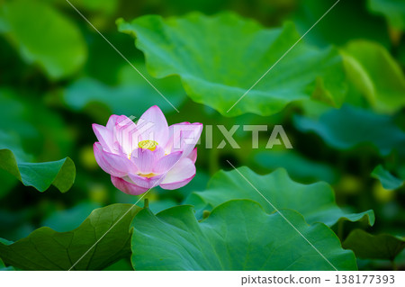 一朵蓮花蓮花 一朵蓮花蓮花 138177393