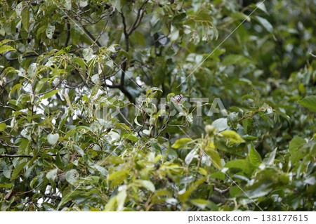 The chestnut tiger butterfly: a tiny butterfly that peeks in and out from among the dense foliage. The chestnut tiger butterfly: a tiny butterfly that peeks in and out from among the dense foliage. 138177615