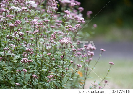 澤蘭（Eupatorium fortunei），一簇簇淡粉色小花，構成一幅寧靜的自然景觀。 138177616