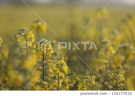 Rapeseed field Rapeseed field 138177618