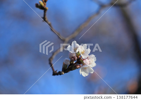 Sakura in spring  138177644