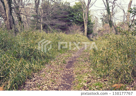 森林長廊 138177767