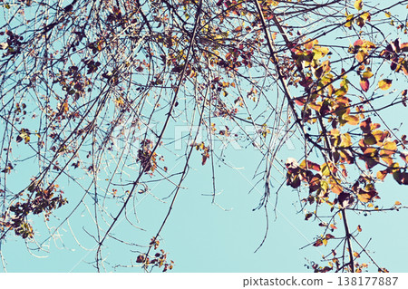 Hanging tree branches and blue sky 138177887