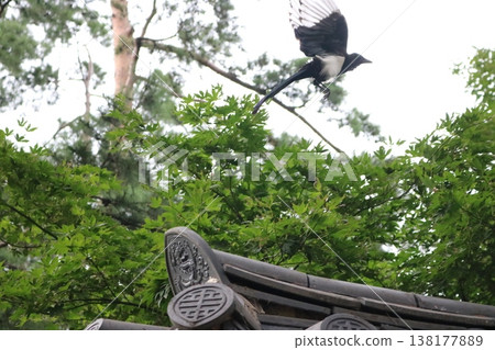 一隻野生鳥兒在傳統屋頂和茂盛綠植間展翅飛翔的瞬間。 138177889