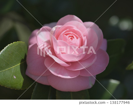 Maiden camellias bloom in the soft spring light 138177946