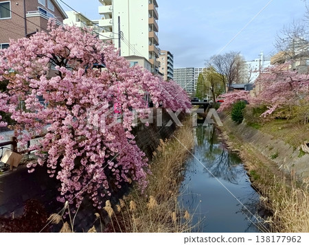 松戶宿坂川河津櫻花節 松戶宿坂川河津櫻花節 138177962