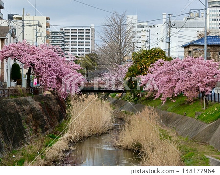 松戶宿坂川河津櫻花節 松戶宿坂川河津櫻花節 138177964