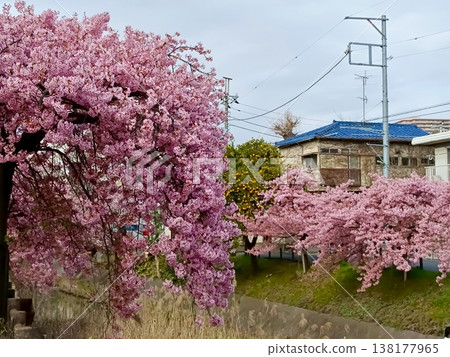 松戶宿坂川河津櫻花節 松戶宿坂川河津櫻花節 138177965