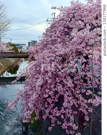 松戶宿坂川河津櫻花節 松戶宿坂川河津櫻花節 138177966