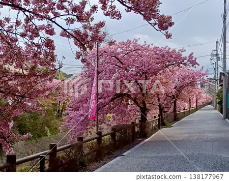 松戶宿坂川河津櫻花節 松戶宿坂川河津櫻花節 138177967