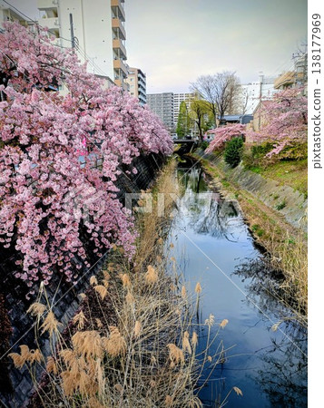 松戶宿坂川河津櫻花節 松戶宿坂川河津櫻花節 138177969