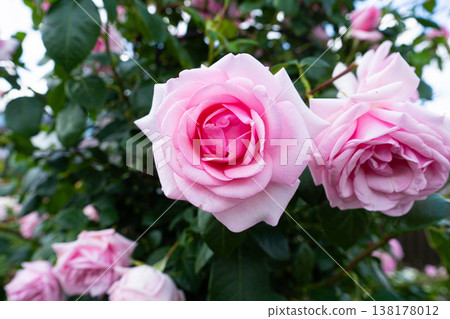 粉紅玫瑰照片 138178012