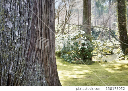 Trunk of tree with moss Trunk of tree with moss 138178052