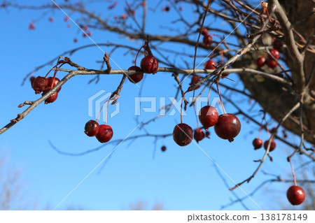 Branches with red berries stand out against the blue sky, a winter landscape. 138178149