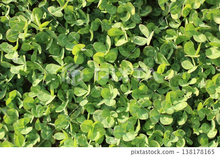 野生綠色植物和乾草的特寫 野生綠色植物和乾草的特寫 138178165