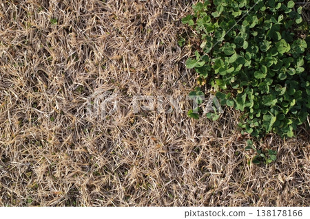Natural texture: withered grass and green wildflowers Natural texture: withered grass and green wildflowers 138178166