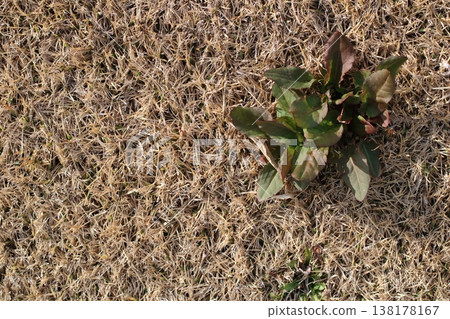 地面上既有冬草，也有春花。 138178167