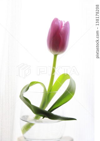 粉紅色鬱金香，葉子呈心形。 138178208
