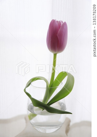 粉紅色鬱金香,葉子呈心形。 粉紅色鬱金香,葉子呈心形。 138178209